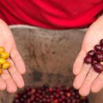 Coffee Farm and Salento Walking Tour - Final Thoughts