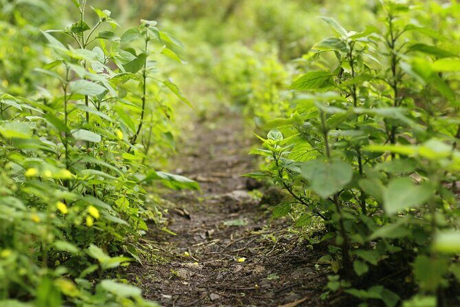 Coffee Farm Hike Through Jamaicas Blue Mountain from Montego Bay - Authentic Experiences and Value
