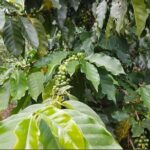 Coffee Farm Tour from Port Antonio - Who This Tour Is Best For