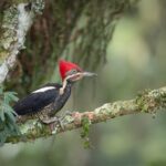 Coffee Lands Birdwatching Tour (transport + guiding) - Who Should Consider This Tour?