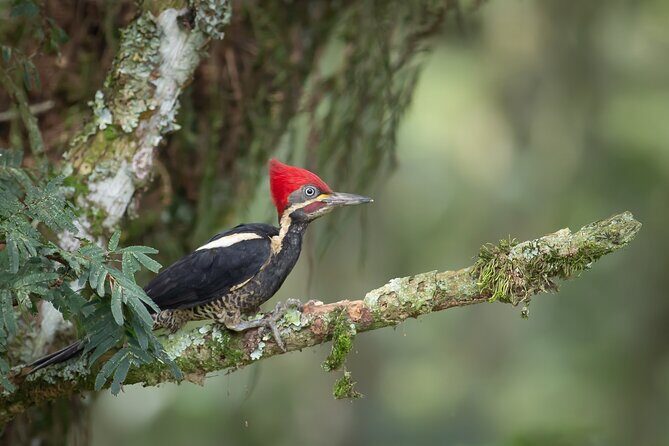 Coffee Lands Birdwatching Tour (transport + guiding) - Who Should Consider This Tour?