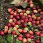Coffee Paradise at El Paraiso - Experience from Bogota - What Our Reviews Highlight