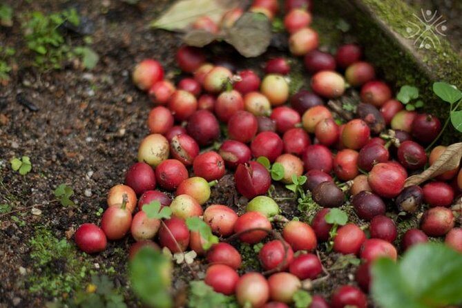Coffee Paradise at El Paraiso - Experience from Bogota - What Our Reviews Highlight