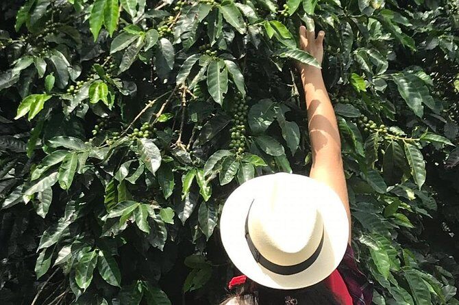 Coffee Tour - All inclusive - Medellín - Who Should Consider This Tour?