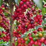 Coffee Tour at the Finca del Café - The Value and Why Travelers Love It