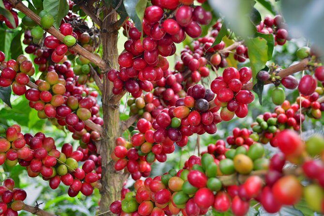 Coffee Tour at the Finca del Café - The Value and Why Travelers Love It