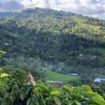 Coffee Tour Finca Jaguar - An In-Depth Look at the Coffee Tour Finca Jaguar Experience