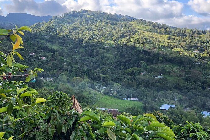 Coffee Tour Finca Jaguar - An In-Depth Look at the Coffee Tour Finca Jaguar Experience
