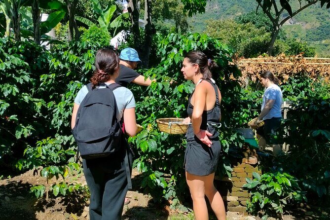 Coffee Tour in Lake Atitlán - The Full Experience in Detail