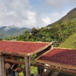 Coffee Tour in Medellin, Transportation, Snack and Lunch. - Final Thoughts: Who Should Book This Tour?