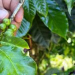 Coffee Tour in Sacatepéquez with Tasting - An In-Depth Look at the Coffee Tour in Sacatepéquez
