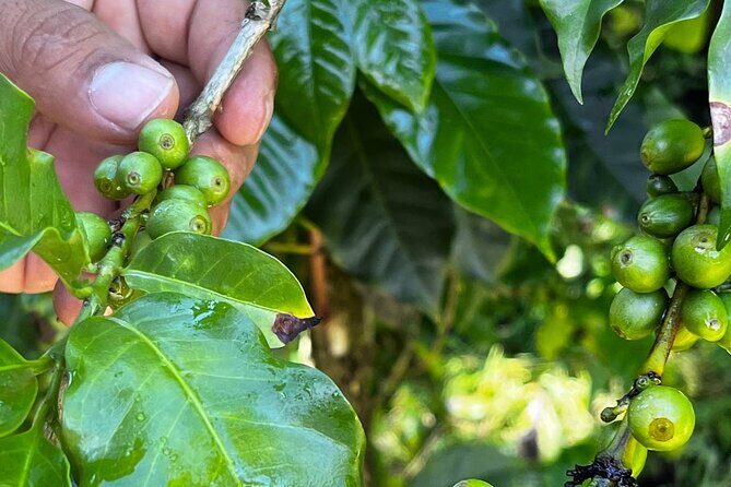 Coffee Tour in Sacatepéquez with Tasting - An In-Depth Look at the Coffee Tour in Sacatepéquez
