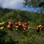 Coffee Tour La Victoria and waterfalls in Minca - Private Tour - Practical Details That Matter
