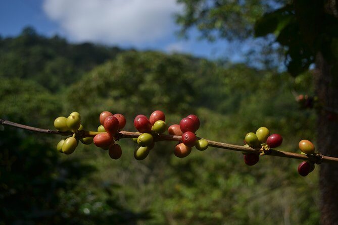 Coffee Tour La Victoria and waterfalls in Minca - Private Tour - Practical Details That Matter