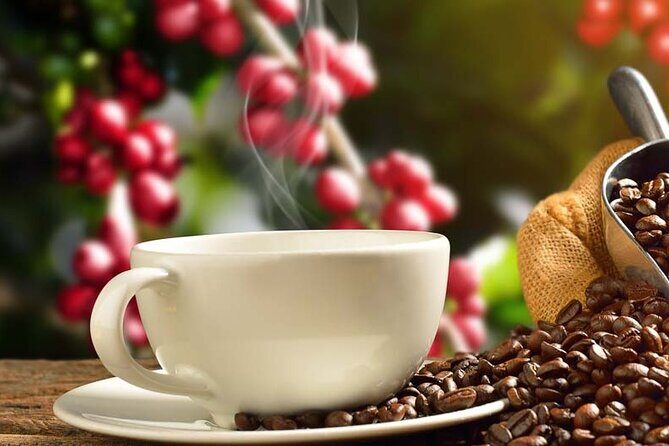 Coffee tour & rum tasting - Who Should Book This Tour?