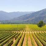 Colchagua Full Day Wine Tour: Casa Silva & L'Apostolle Wineries - Value and Pricing: What’s Included?
