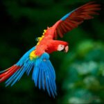 Collpa Guacamayo 2D Excursion | Jungle sunset | - Key Points