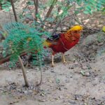 Colorful Species Of Birds - Who Will Love This Tour?
