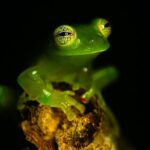 Combined Tour all day Bridges + Volcano + Lunch + Waterfall - Who Will Love This Tour?