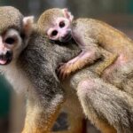 Combo: Buggy and Monkeys in Puerto Plata Group Adventure - Authentic Experiences and Traveler Tips