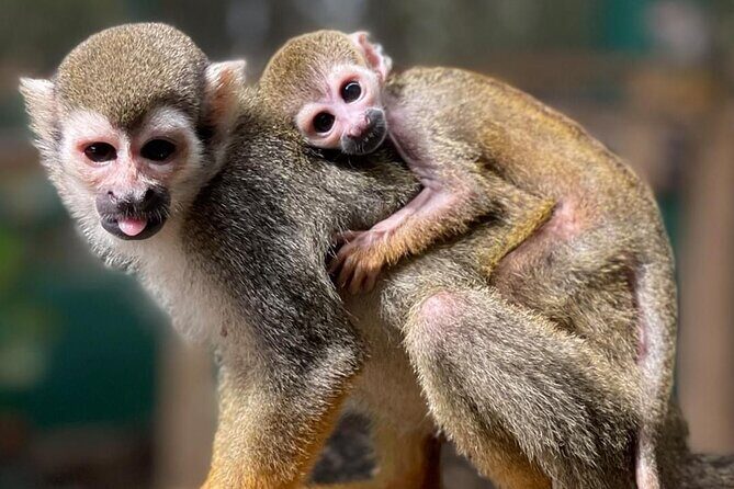 Combo: Buggy and Monkeys in Puerto Plata Group Adventure - Authentic Experiences and Traveler Tips