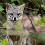 Combo Monteverde: Cable car + zip line tour + suspension bridges - Authentic Experiences and Real Feedback