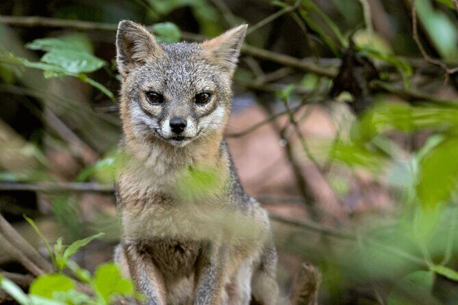 Combo Monteverde: Cable car + zip line tour + suspension bridges - Authentic Experiences and Real Feedback