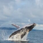 Combo Tour Marino Ballena National Park - Who Should Consider This Tour?