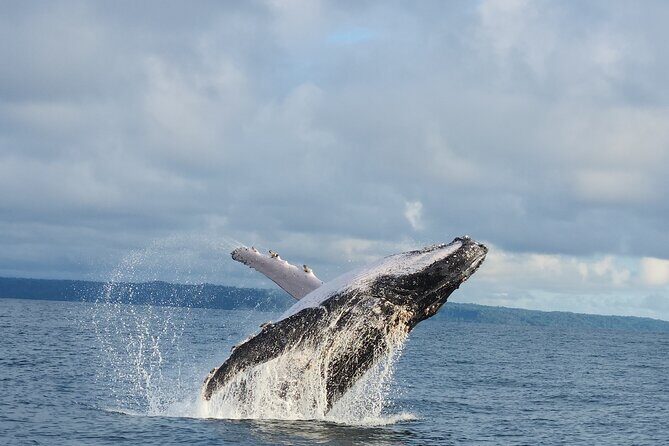 Combo Tour Marino Ballena National Park - Who Should Consider This Tour?