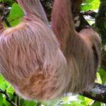 Combo Tour: Tortuguero Canal & Cahuita national Park - FAQs