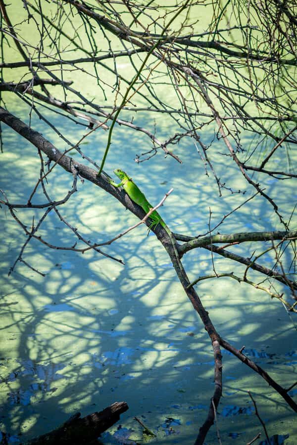 Community and Biodiversity Tour of the Tatacoa Neiva Desert - Why This Tour Works Well for Travelers