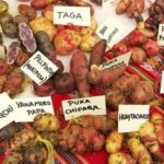 Community Rural Tourism in the Potato Park - Sacred Valley - Exploring the Sacred Valley’s Potato Park: What to Expect