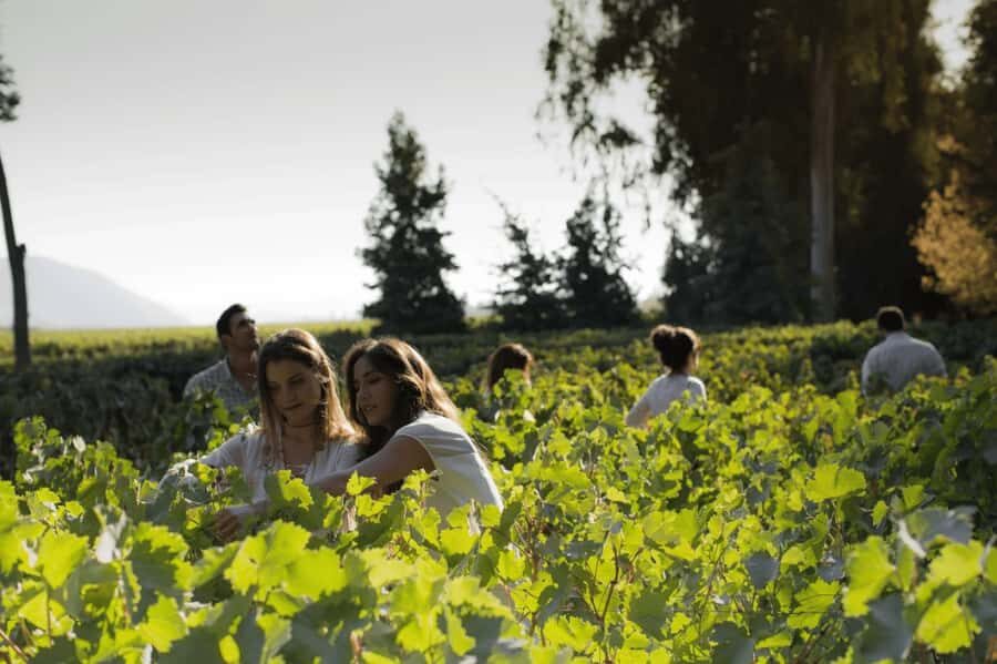 CONCHA Y TORO WINERY - TOUR : CHILE - Final Thoughts: Is This Tour Right for You?