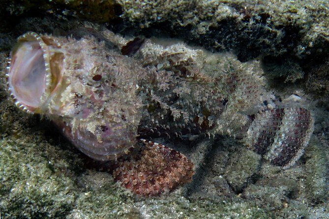 Coral Reef and Turtle Discovery Kayak and Snorkel Tour - Final Thoughts