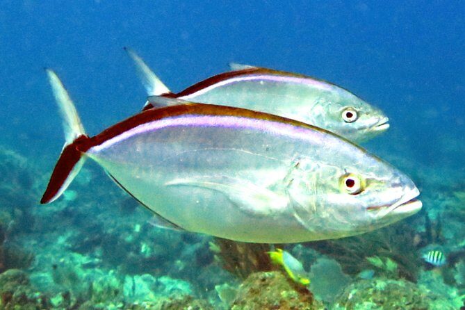 Coral Reef and Turtle Discovery Tour - Frequently Asked Questions