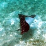 Coral Reef and Turtle Kayak Excursion - Why This Tour Offers Great Value