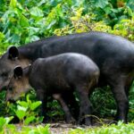 Corcovado and Drake Bay 2-Day Small-Group Safari Guided Tour - The Journey through the Osa Peninsula and Corcovado National Park