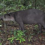 Corcovado Day trip -Sirena station - Frequently Asked Questions