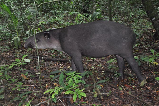 Corcovado Day trip -Sirena station - Frequently Asked Questions