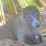 Corcovado Hiking Tour - Authentic Experiences Highlighted in Reviews