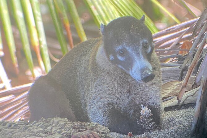 Corcovado Hiking Tour - Authentic Experiences Highlighted in Reviews