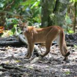 Corcovado National Park Hike - From Uvita - FAQs