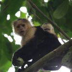 Corcovado National Park Hike San Pedrillo Station - What Makes This Tour Special?