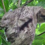 Corcovado National Park: Mermaid day tour From Puerto Jimenez - Detailed Review of the Mermaid Day Tour