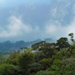 Corcovado National Park One Day Tour - What Travelers Say: Authentic Experiences in Action
