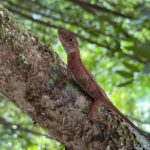 Corcovado National Park San Pedrillo Station from Uvita - The Practicalities and Value of the Tour