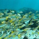 Corcovado Sirena + Cano Island Snorkel - 2 Seperate days - The Snorkeling Adventure at Cano Island