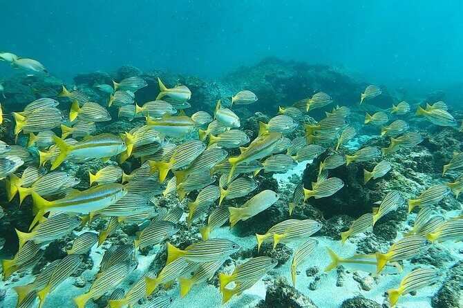 Corcovado Sirena + Cano Island Snorkel - 2 Seperate days - The Snorkeling Adventure at Cano Island