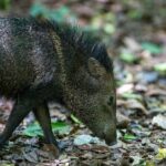 Corcovado Sirena Station From Puerto Jimenez By Boat ALL INCLUDED - Why This Tour Offers Great Value