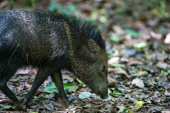 Corcovado Sirena Station From Puerto Jimenez By Boat ALL INCLUDED - Why This Tour Offers Great Value
